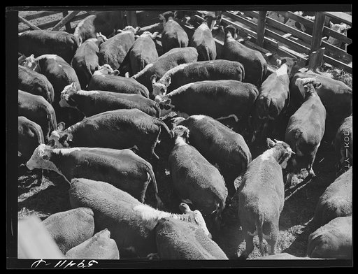 Cattle, mostly Herefords, for sale in Denver stockyards. Denver, Colorado