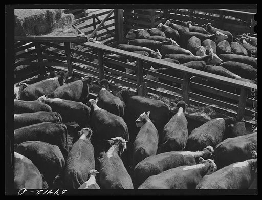 Untitled photo, possibly related to: Cattle, mostly Herefords, for sale in Denver stockyards. Denver, Colorado