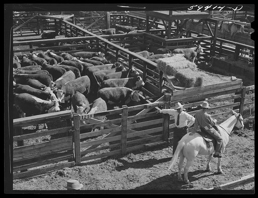 Buyers discussing cattle for sale in Denver stockyards. Denver, Colorado