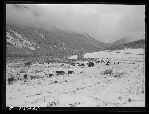 Hereford cattle on grazing land after early blizzard. Ashcroft, Colorado