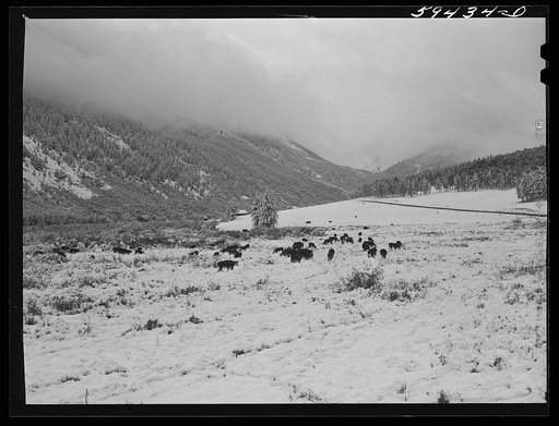 Untitled photo, possibly related to: Hereford cattle on grazing land after early blizzard. Ashcroft, Colorado