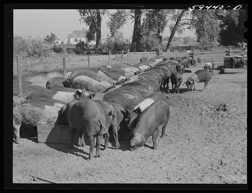 Untitled photo, possibly related to: Purebred Hampshires feeding at the Two River Non-Stock Cooperative, a FSA (Farm Security Administration) co-op at Waterloo, Nebraska. There are 181 head of hogs, averaging 160 pounds. There are also 40 sows and 219 suckling pigs