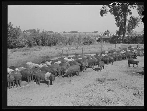 Untitled photo, possibly related to: Purebred Hampshires feeding at the Two River Non-Stock Cooperative, a FSA (Farm Security Administration) co-op at Waterloo, Nebraska. There are 181 head of hogs, averaging 160 pounds. There are also 40 sows and 219 suckling pigs