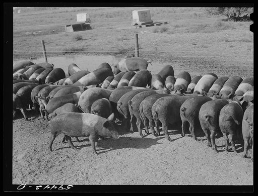 Untitled photo, possibly related to: Purebred Hampshires feeding at the Two River Non-Stock Cooperative, a FSA (Farm Security Administration) coop at Waterloo, Nebraska. There are 181 heads of hogs, and their average weight 160 pounds. There are also 40 sows and 219 suckling pigs