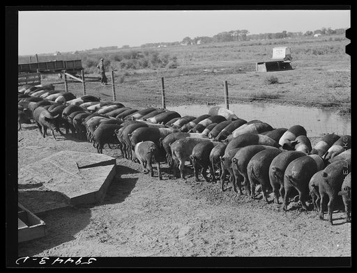 Purebred Hampshires feeding at the Two River Non-Stock Cooperative, a FSA (Farm Security Administration) coop at Waterloo, Nebraska. There are 181 heads of hogs, and their average weight 160 pounds. There are also 40 sows and 219 suckling pigs
