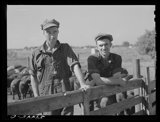 Untitled photo, possibly related to: Virgil Burns and Fred Ringler, members of co-op (FSA (Farm Security Administration)) in charge of hog department. Two Rivers Non-Stock Cooperative, Waterloo, Nebraska. There are 181 head of hogs, average weight 160 pounds. There are also 40 sows and 219 suckling 