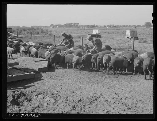 Untitled photo, possibly related to: Purebred Hampshires feeding at the Two River Non-Stock Cooperative, a FSA (Farm Security Administration) co-op at Waterloo, Nebraska. There are 181 head of hogs, and their average weight 160 pounds. There are also 40 sows and 219 suckling pigs