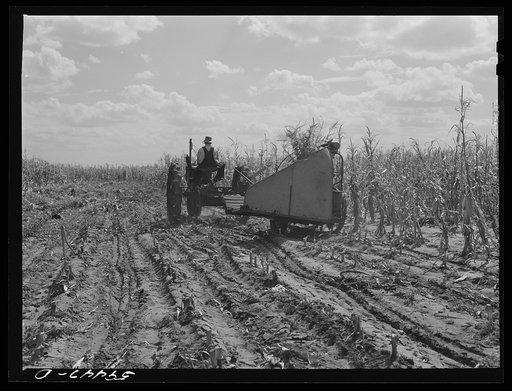 John Nelson, member of FSA (Farm Security Administration) coop, operating corn binder in harvesting. Two River Non-Stock Cooperative, Waterloo, Nebraska