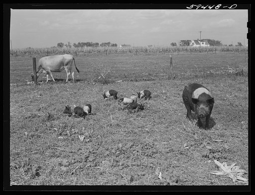 Untitled photo, possibly related to: Livestock belonging to Harvey Renninger family. Two Rivers Non-Stock Cooperative, a FSA (Farm Security Administration) co-op. Waterloo, Nebraska