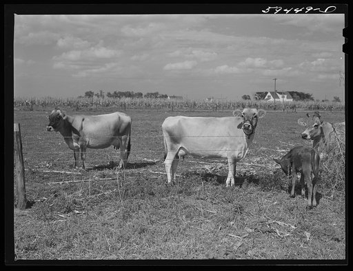 Livestock belonging to Harvey Renninger family. Two Rivers Non-Stock Cooperative, a FSA (Farm Security Administration) coop. Waterloo, Nebraska