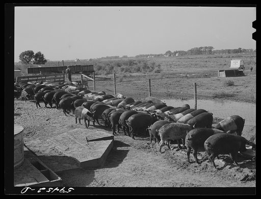 Untitled photo, possibly related to: Purebred Hampshires feeding at the Two River Non-Stock Cooperative, a FSA (Farm Security Administration) coop at Waterloo, Nebraska. There are 181 heads of hogs, and their average weight 160 pounds. There are also 40 sows and 219 suckling pigs