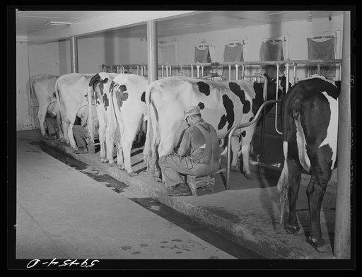 Cows being milked in dairy barn at Two River Non-Stock, Cooperative, a FSA (Farm Security Administration) co-op at Waterloo, Nebraska. The dairy herd numbers sixty-seven, all papered Holstein stock. Forty-six head are now being milked. All the whole milk is marketed in Omaha through the Nebraska-Iow