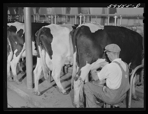 Cows being milked in dairy barn at Two River Non-Stock, Cooperative, a FSA (Farm Security Administration) co-op at Waterloo, Nebraska. The dairy herd numbers sixty-seven, all papered Holstein stock. Forty-six head are now being milked. All the whole milk is marketed in Omaha through the Nebraska-Iow