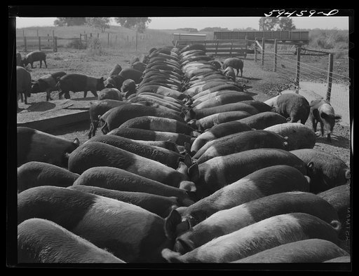 Purebred Hampshires feeding at the Two River Non-Stock Cooperative, a FSA (Farm Security Administration) co-op at Waterloo, Nebraska. There are 181 head of hogs, and their average weight 160 pounds. There are also 40 sows and 219 suckling pigs