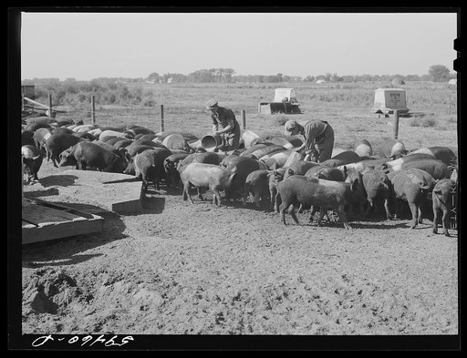 Purebred Hampshires feeding at the Two River Non-Stock Cooperative, a FSA (Farm Security Administration) co-op at Waterloo, Nebraska. There are 181 head of hogs, and their average weight 160 pounds. There are also 40 sows and 219 suckling pigs