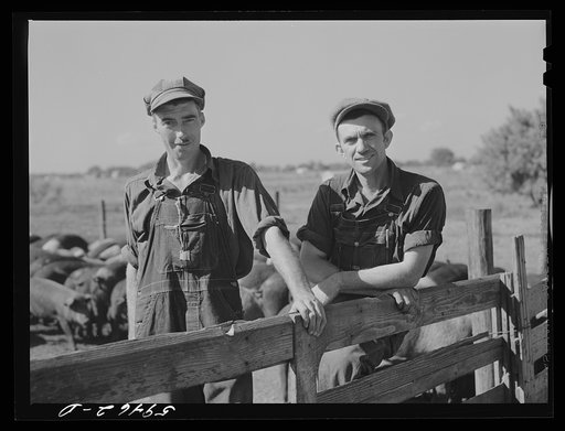 Virgil Burns and Fred Ringler, members of co-op (FSA (Farm Security Administration)) in charge of hog department. Two Rivers Non-Stock Cooperative, Waterloo, Nebraska. There are 181 head of hogs, average weight 160 pounds. There are also 40 sows and 219 suckling pigs