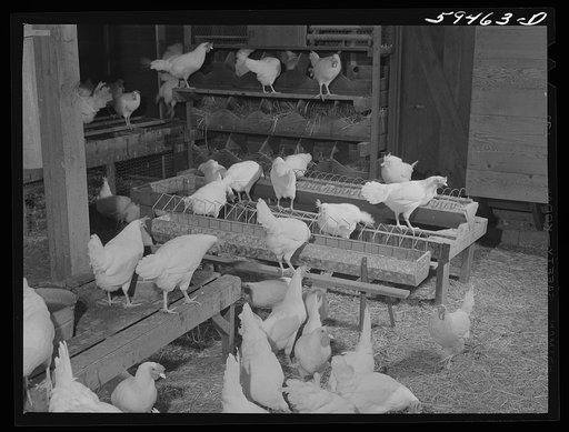 Pullets in poultry house. Two Rivers Non-Stock Cooperative, a FSA (Farm Security Administration) co-op. Waterloo, Nebraska