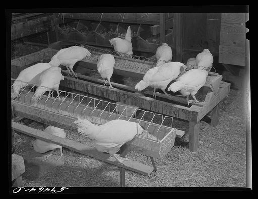 Pullets in poultry house. Two Rivers Non-Stock Cooperative, a FSA (Farm Security Administration) co-op. Waterloo, Nebraska