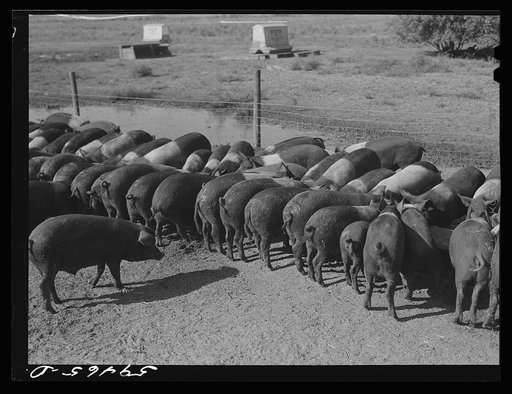 Purebred Hampshires feeding at the Two River Non-Stock Cooperative, a FSA (Farm Security Administration) co-op at Waterloo, Nebraska. There are 181 head of hogs, averaging 160 pounds. There are also 40 sows and 219 suckling pigs
