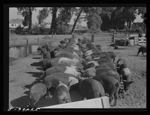 Untitled photo, possibly related to: Purebred Hampshires feeding at the Two River Non-Stock Cooperative, a FSA (Farm Security Administration) co-op at Waterloo, Nebraska. There are 181 head of hogs, averaging 160 pounds. There are also 40 sows and 219 suckling pigs