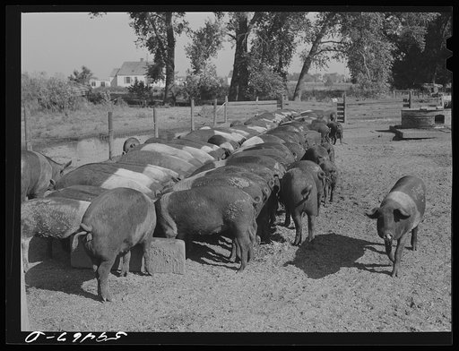 Purebred Hampshires feeding at the Two River Non-Stock Cooperative, a FSA (Farm Security Administration) co-op at Waterloo, Nebraska. There are 181 head of hogs, averaging 160 pounds. There are also 40 sows and 219 suckling pigs