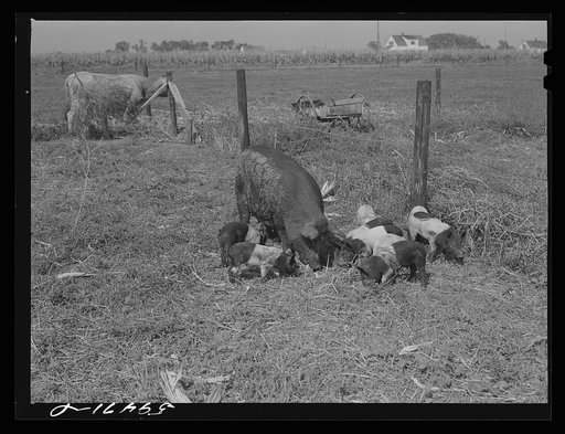 Livestock belonging to Harvey Renninger family. Two Rivers Non-Stock Cooperative, a FSA (Farm Security Administration) co-op. Waterloo, Nebraska