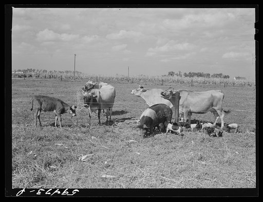 Livestock belonging to Harvey Renninger family. Two Rivers Non-Stock Cooperative, a FSA (Farm Security Administration) co-op. Waterloo, Nebraska