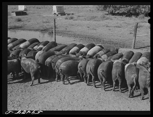 Purebred Hampshires feeding at the Two River Non-Stock Cooperative, a FSA (Farm Security Administration) co-op at Waterloo, Nebraska. There are 181 head of hogs, and their average weight 160 pounds. There are also 40 sows and 219 suckling pigs