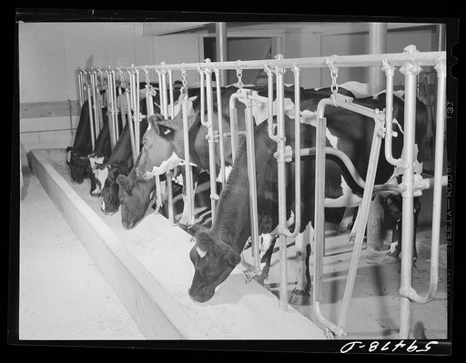 Cows being milked in the dairy barn at Two River Non-Stock Cooperative, a FSA (Farm Security Administration) co-op at Waterloo, Nebraska. The dairy herd number sixty-seven, all papered Holstein stock, forty-six head is now being milked, all the whole milk is being marketed in Omaha through the Nebra