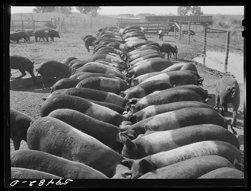 Untitled photo, possibly related to: Purebred Hampshires feeding at the Two River Non-Stock Cooperative, a FSA (Farm Security Administration) co-op at Waterloo, Nebraska. There are 181 head of hogs, and their average weight 160 pounds. There are also 40 sows and 219 suckling pigs