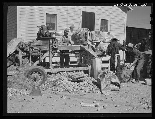 Sorting and grading and bagging early potatoes to be hauled by truck and shipped to all parts of the country. Gilcrest, Colorado
