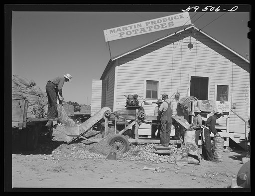 Untitled photo, possibly related to: Sorting and grading and bagging early potatoes to be hauled by truck andshipped to all parts of the country. Gilcrest, Colorado