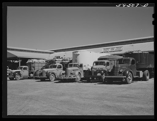 Truckloads of potatoes in front of sorting, grading, and bagging sheds. From here they are shipped to all parts of the country. Gilcrest, Colorado