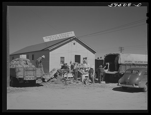 Truckloads of potatoes in front of sorting, grading, and bagging sheds. From here they are shipped to all parts of the country. Gilcrest, Colorado
