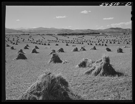 Stacks of wheat ready to be threshed in field near Fort Collins, Colorado