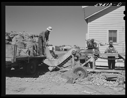 Sorting, grading and bagging early potatoes to be hauled by truck and shipped to all parts of the country. Gilcrest, Colorado