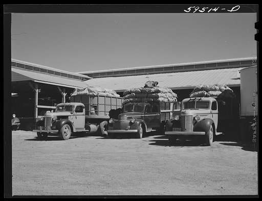 Truckloads of potatoes in front of sorting, grading and bagging sheds. From here they are shipped to all parts of the country. Gilcrest, Colorado