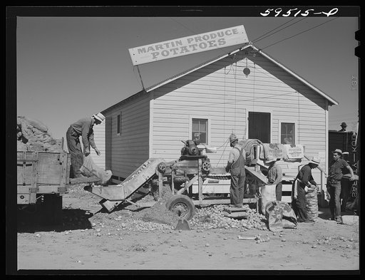Sorting and grading and bagging early potatoes to be hauled by truck and shipped to all parts of the country. Gilcrest, Colorado