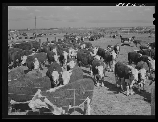 Untitled photo, possibly related to: Fattening Hereford feeder cattle. Lincoln, Nebraska