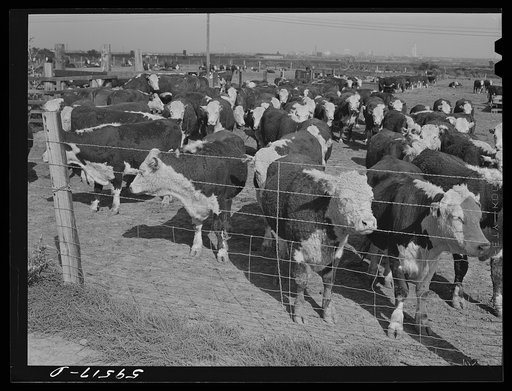 Fattening Hereford feeder cattle. Lincoln, Nebraska