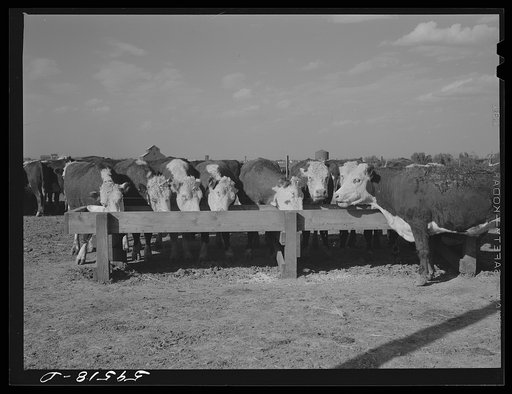 Untitled photo, possibly related to: Fattening Hereford feeder cattle, Lincoln, Nebraska