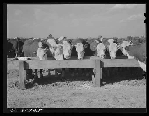 Fattening Hereford feeder cattle, Lincoln, Nebraska