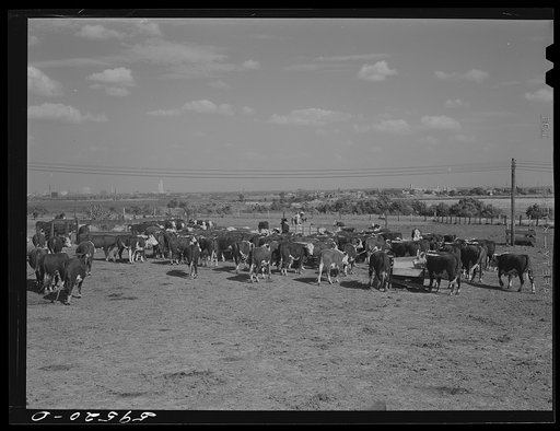 Fattening Hereford feeder cattle. Lincoln, Nebraska