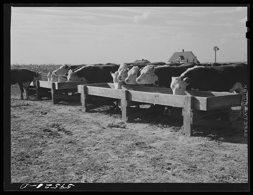 Untitled photo, possibly related to: Fattening Hereford feeder cattle. Lincoln, Nebraska