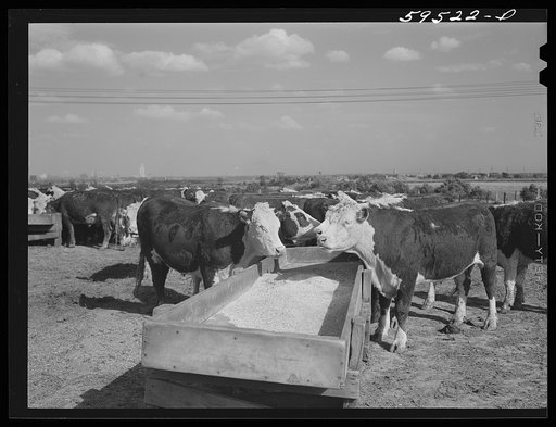 Untitled photo, possibly related to: Fattening Hereford feeder cattle. Lincoln, Nebraska