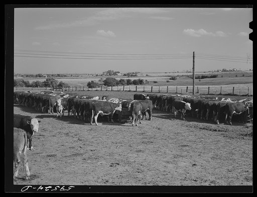 Fattening Hereford feeder cattle. Lincoln, Nebraska