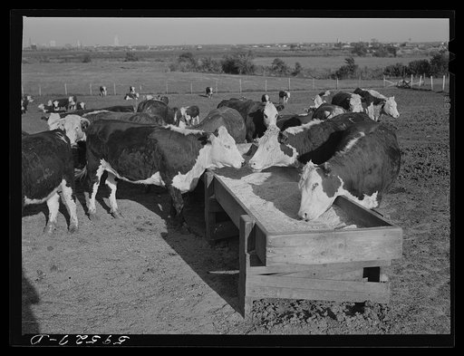 Fattening Hereford feeder cattle. Lincoln, Nebraska