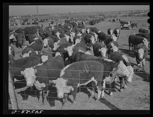 Untitled photo, possibly related to: Fattening Hereford feeder cattle. Lincoln, Nebraska