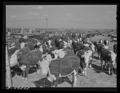 Untitled photo, possibly related to: Fattening Hereford feeder cattle. Lincoln, Nebraska