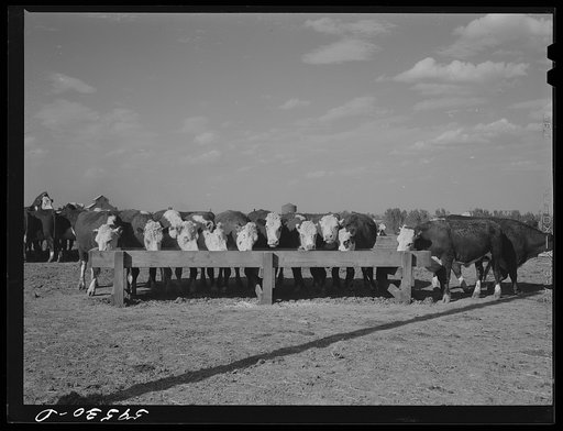 Fattening Hereford feeder cattle. Lincoln, Nebraska